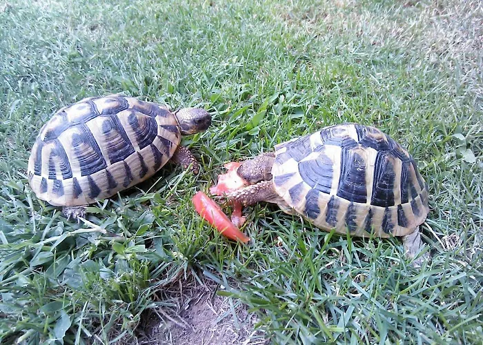 Roso Ploce (Dubrovnik-Neretva)