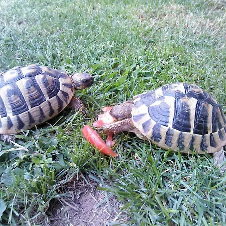 Roso Ploce (Dubrovnik-Neretva)